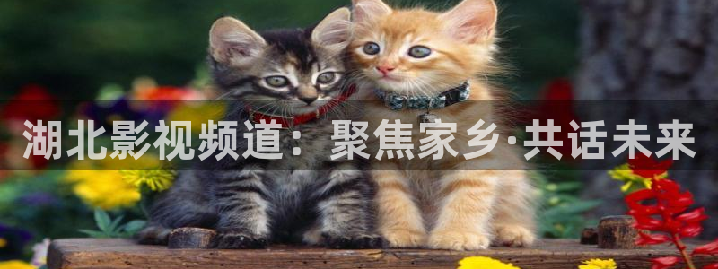 秋霞电影综合网：湖北影视频道：聚焦家乡·共话未来